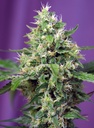 Sweet Amnesia Haze XL Auto 3+1 Semillas Sweet Seeds