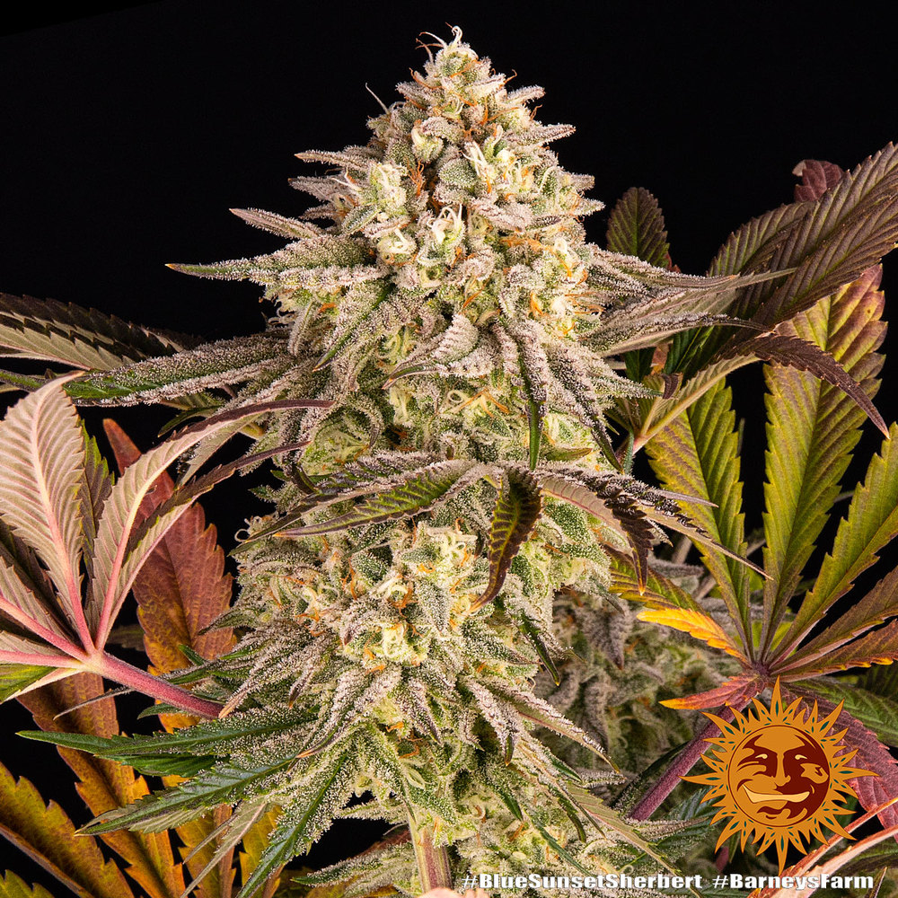 Blue Sunset Sherbet Fem 3 Semillas Barney`s Farm