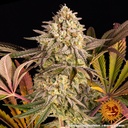 Blue Sunset Sherbet Fem 3 Semillas Barney`s Farm