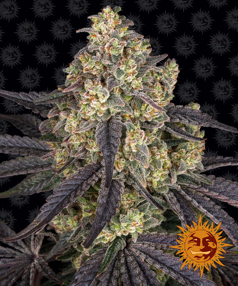 Kush Mintz Fem 3 Semillas Barney`s Farm