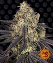 Kush Mintz Fem 3 Semillas Barney`s Farm