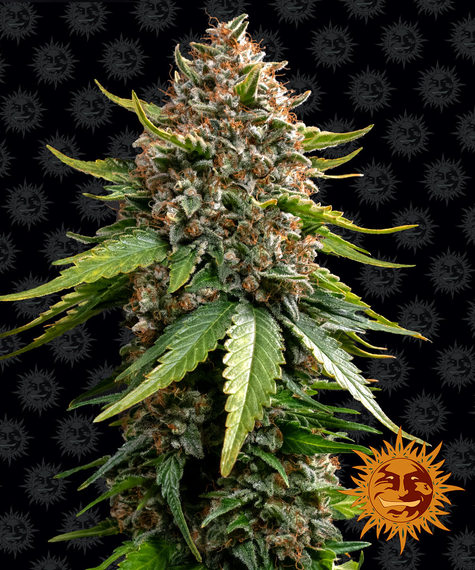 White Widow XXL Fem 3 Semillas Barney`s Farm