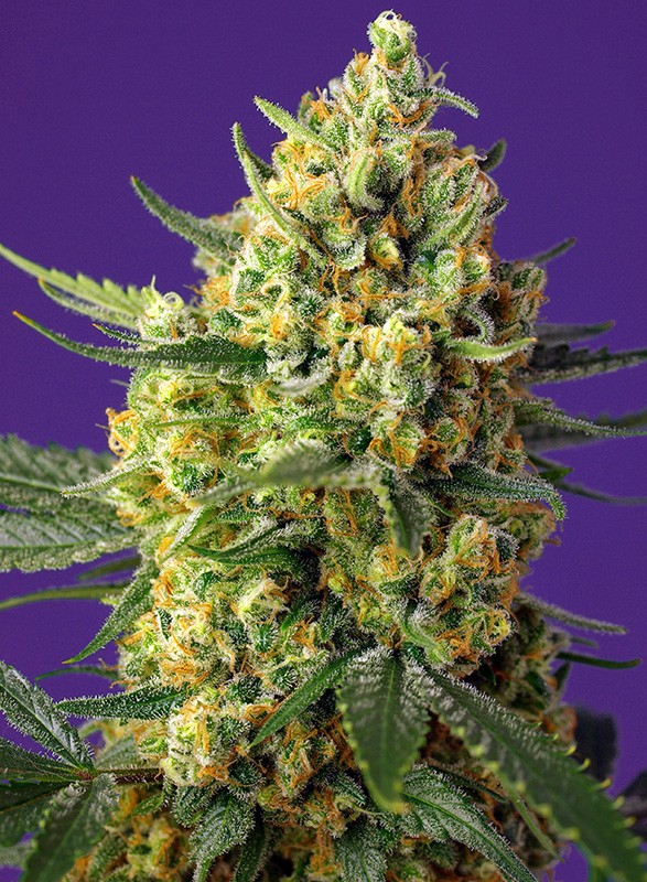 Crystal Candy XL Auto 3+1 Semillas Sweet Seeds