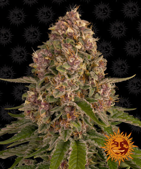 Pink Kush Fem 3 Semillas Barney`s Farm