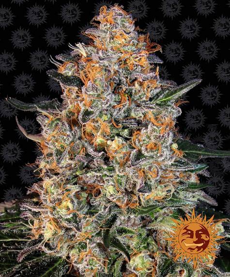 Bubba Kush Fem 3 Semillas Barney`s Farm