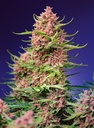 Strawberry Cola Sherbet Fast Version Fem 3+1 Sweet Seeds