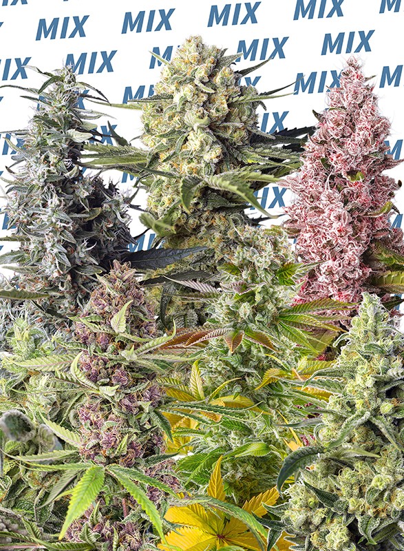 Sweet Mix Fotodependientes Fem x10 Semillas Sweet Seeds