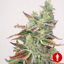 Banana Purp Fem 3+2 Semillas Medical Seeds