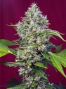 San Fernando Lemon Kush Fem 3+1 Semillas Sweet Seeds