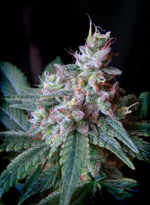 Cream Caramel F1 Fast Version Fem 3+1 Semillas Sweet Seeds