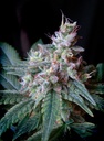 Cream Caramel F1 Fast Version Fem 3+1 Semillas Sweet Seeds