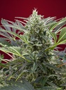 Cream 47 Fem 3+1 Semillas Sweet Seeds