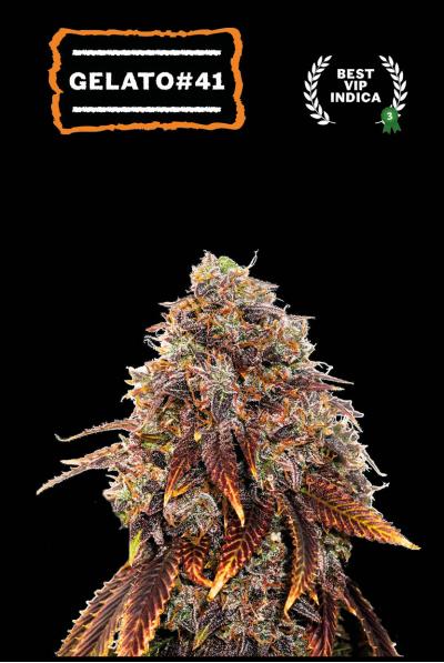 Gelato 41 Fast Fem 3 Semillas Seed Stockers