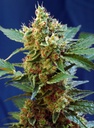 Cream Mandarine XL Auto 3+1 Semillas Sweet Seeds