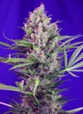 Cream Mandarine F1 Fast Version Fem 3+1 Semillas Sweet Seeds