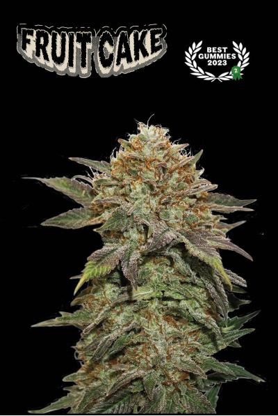 Fruit Cake Fem 3 Semillas Seed Stockers