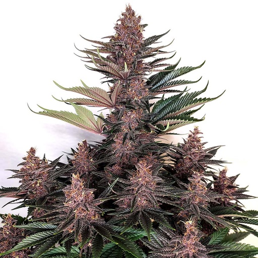 Purple Kush Auto 3+1 Semillas Buddha Seeds