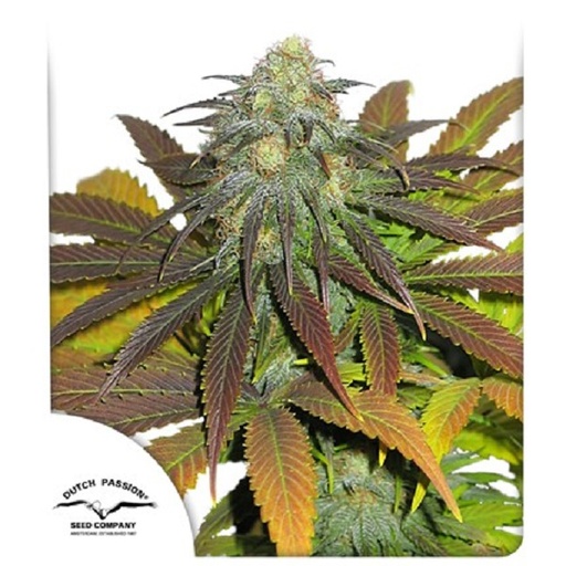 Californian Orange Fem 3 Semillas Dutch Passion