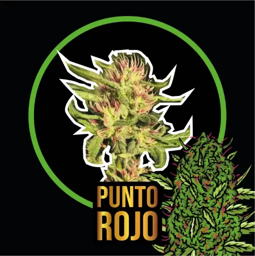 Punto Rojo Fem 4 Semillas Delirium Seeds