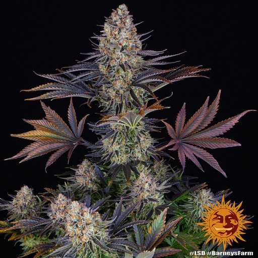 LSD FEM 3 Semillas Barney´s Farm