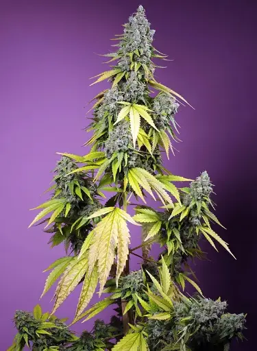 Jet Fuel Mandarine XL Auto 3+1 Sweet Seeds