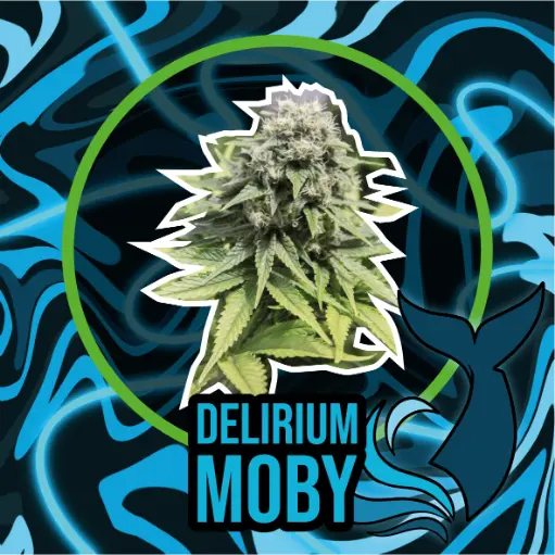 DLR Moby Auto 4 Semillas Delirium Seeds