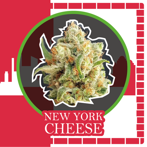 New York Cheese Auto 4 Semilla Delirium Seeds