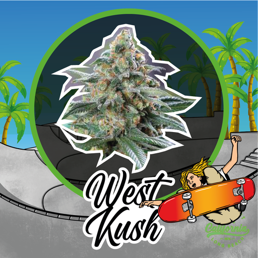 West Kush Auto 4 Semillas Delirium Seeds