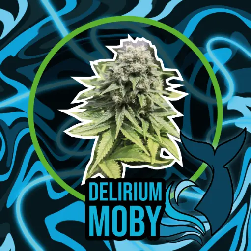 DLR Moby XL Fem 4 Semillas Delirium Seeds