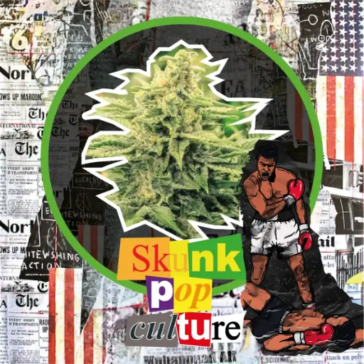 Skunk Pop Culture Fem 4 Semilla Delirium Seeds