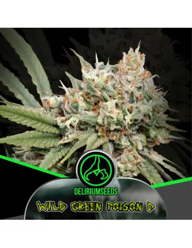 Wild Green Poison D Fem 4 Semillas Delirium Seeds
