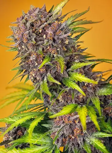Diablo Rojo XL Auto 3+1 Semillas Sweet Seeds