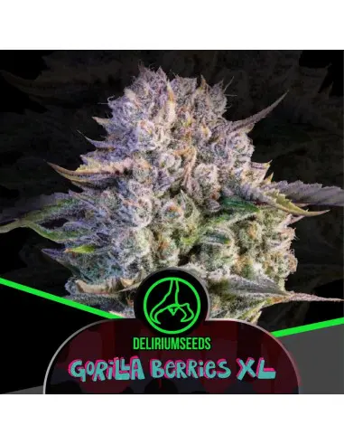 Gorilla Berries XL Fem Fast Version 1 Semillas Delirium Seeds