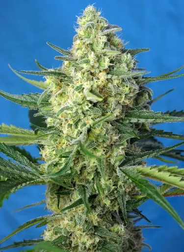Jack 47 XL Auto 3+1 Semillas Sweet Seeds