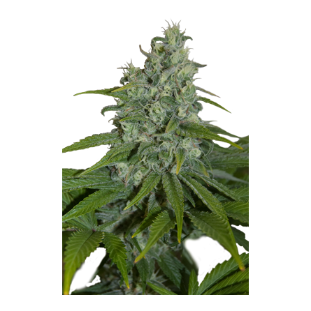 Automax Auto 5 Semillas SeedMakers