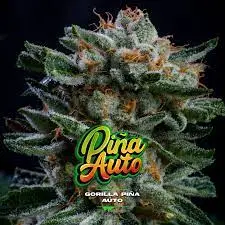 Gorilla Piña Auto 4 Semillas BSF Seeds