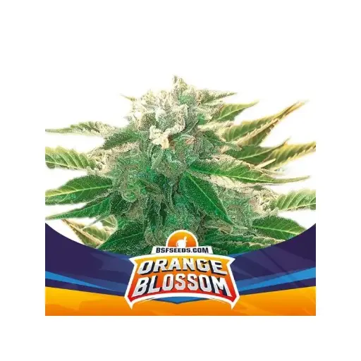Orange Blossom Auto 4 Semillas BSF Seeds