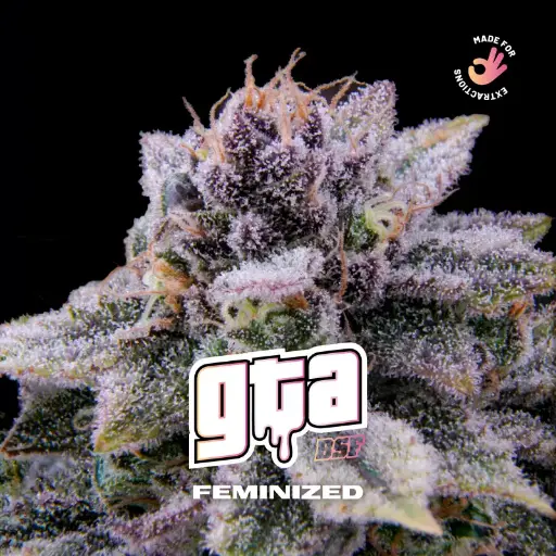 GTA Fem 4 Semillas BSF Seeds