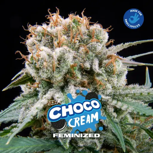 Choco Cream Fem 2 Semillas BSF Seeds