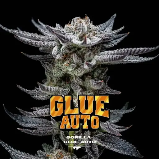 Gorilla Glue Auto 4 Semillas BSF Seeds