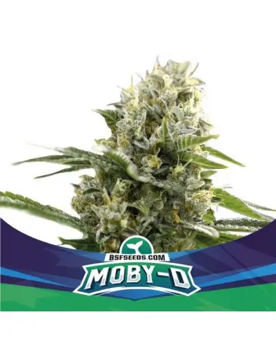 Moby Dick XXL Auto 4 Semillas BSF Seeds