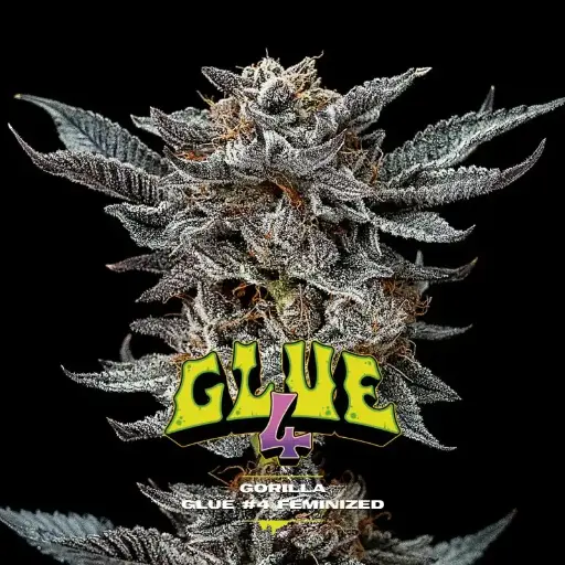 Gorilla Glue #4 Fem 4 Semillas BSF Seeds