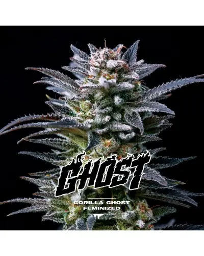 Gorilla Ghost Fem 4 Semillas BSF Seeds