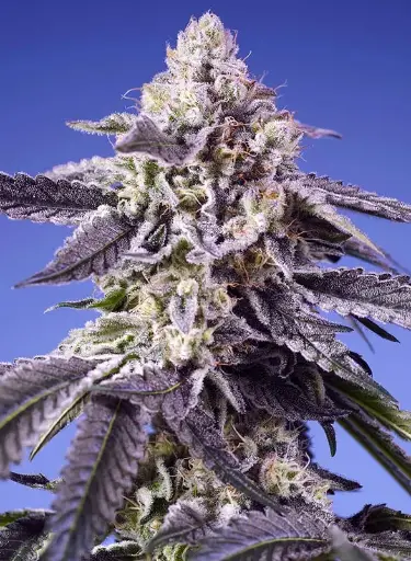 Permanent Jealously XL Auto 3+1 Semillas Sweet Seeds