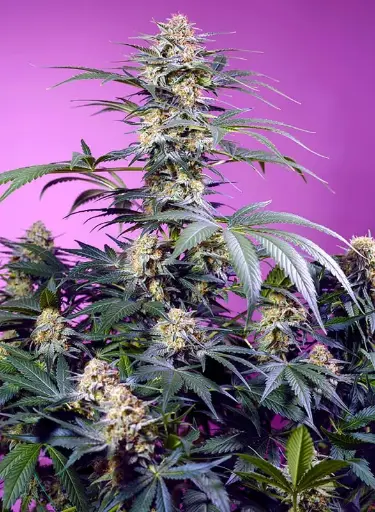 Monster Maker Fem 3+1 Sweet Seeds