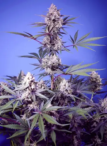 Mental Rainbow F1 Fast Version 3+1 Semillas Sweet Seeds