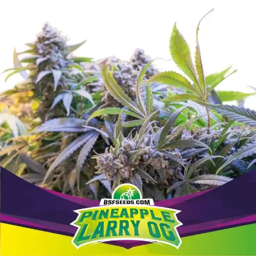 Pineapple Larry OG Fem 2 Semillas BSF Seeds