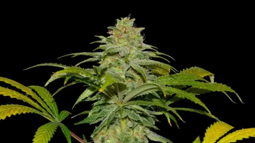 Papaya x Fruity Pebbles OG 3+1 Semillas Secret File Seeds