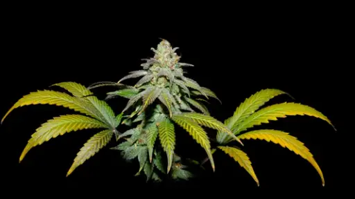 Guava x FPO 3+1 Semillas Secret File Seeds