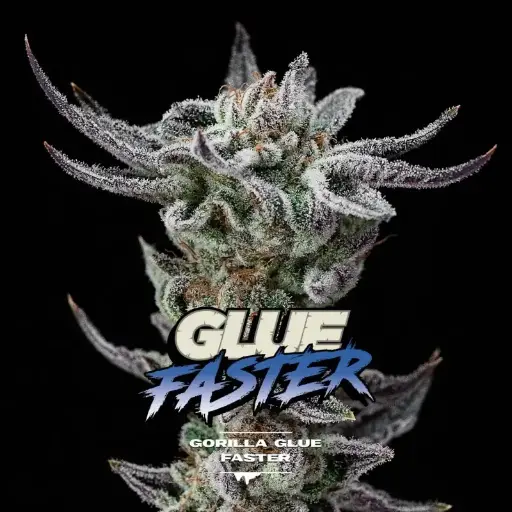 Gorilla Glue #4 Faster Fem 4 Semillas BSF Seeds